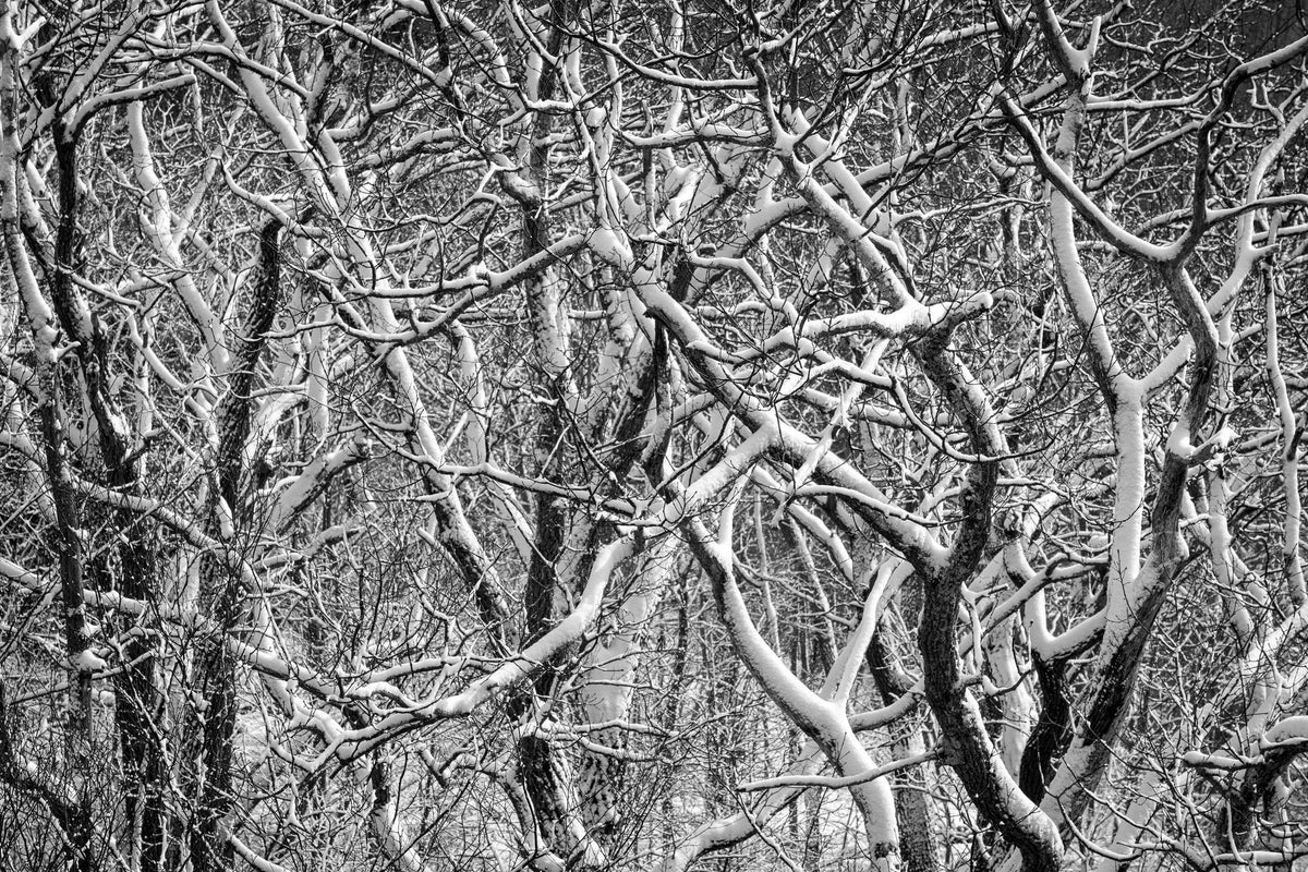 Snow Branches Mural Wallpaper - pure wallpaper artwork