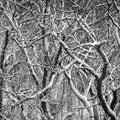 Snow Branches Mural Wallpaper - pure wallpaper artwork