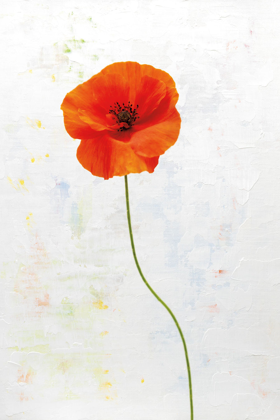 Wonderful Wildflowers XIII Mural Wallpaper