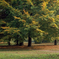 Autumn Bicycle Haven Mural Wallpaper - pure wallpaper artwork