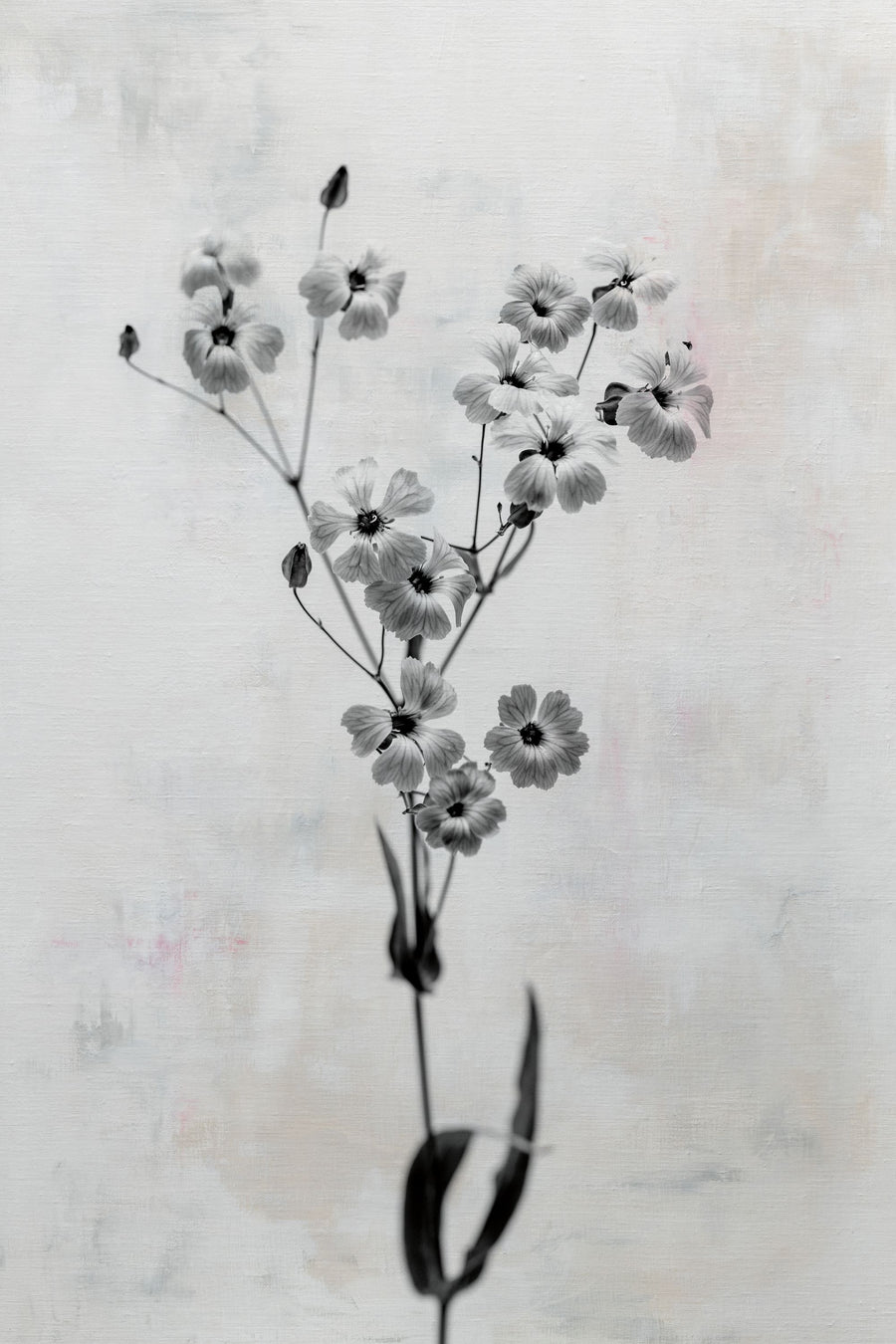 Wonderful Wildflowers XV Neutral Mural Wallpaper
