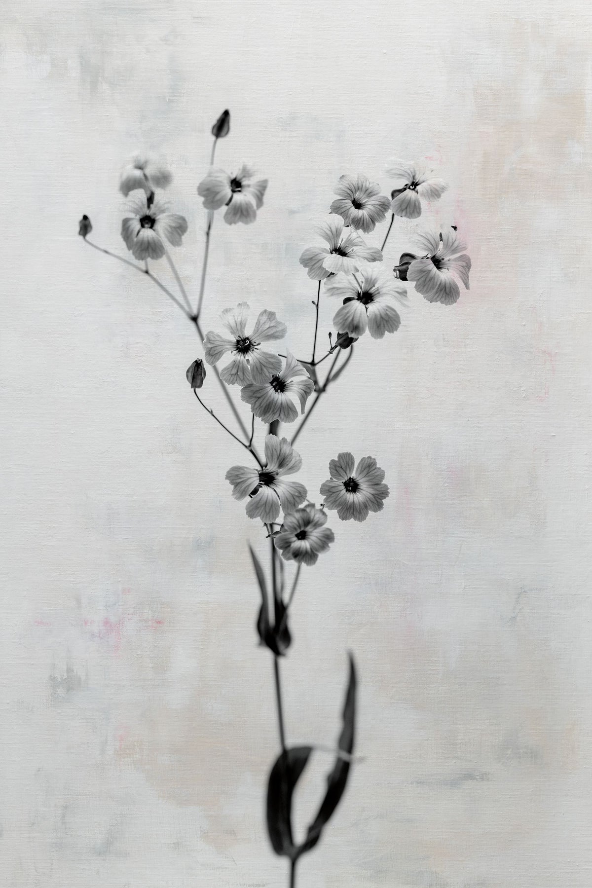 Wonderful Wildflowers XV Neutral Mural Wallpaper - pure wallpaper artwork