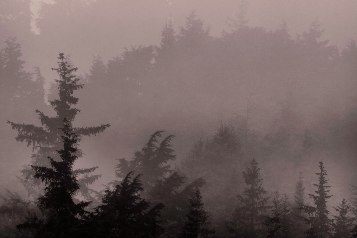 Mystery Wood III Mural Wallpaper - pure wallpaper artwork