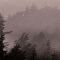 Mystery Wood III Mural Wallpaper - pure wallpaper artwork