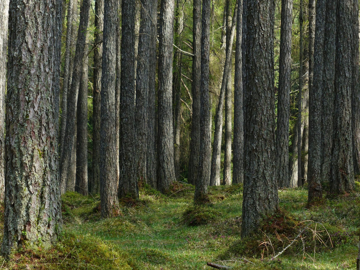 Pine Forest Mural Wallpaper - pure wallpaper artwork