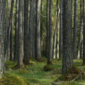 Pine Forest Mural Wallpaper - pure wallpaper artwork