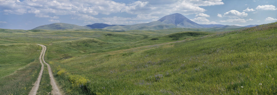 Wildflower Trail Mural Wallpaper