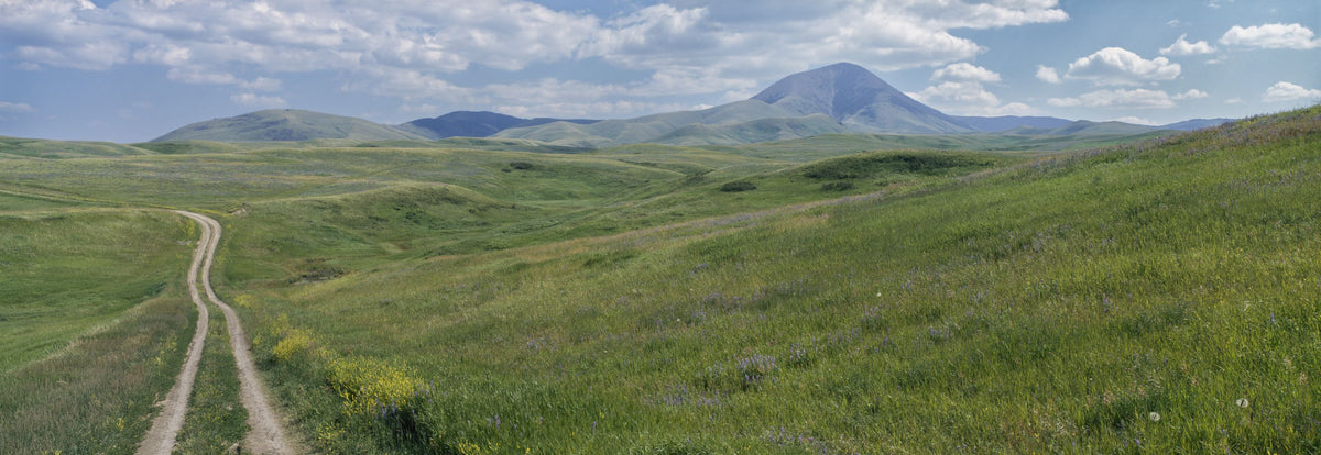 Wildflower Trail Mural Wallpaper - pure wallpaper artwork