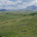 Wildflower Trail Mural Wallpaper - pure wallpaper artwork