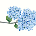 Nantucket Blue Hydrangea II Mural Wallpaper - pure wallpaper artwork