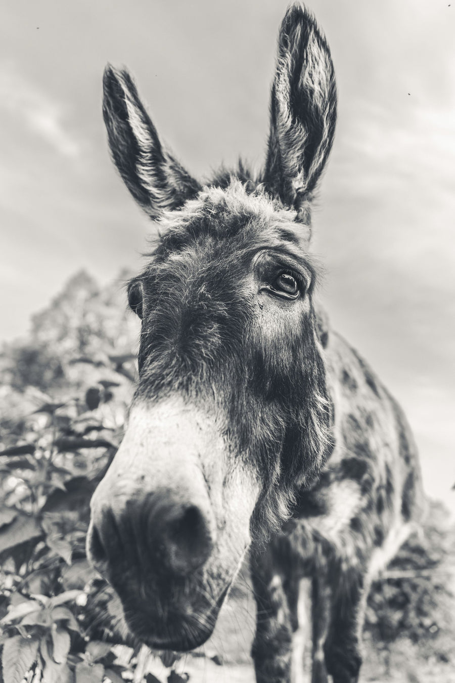 Donkey Pasture BW Mural Wallpaper
