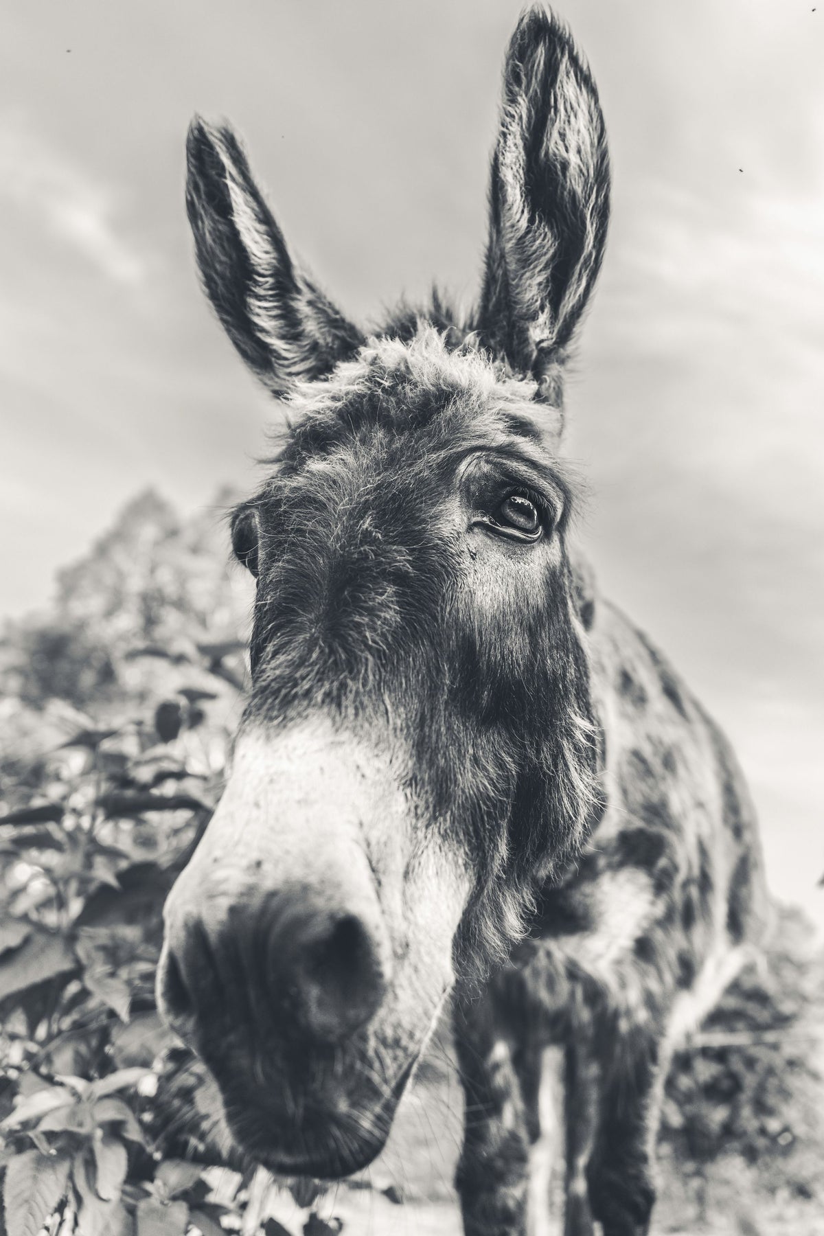 Donkey Pasture BW Mural Wallpaper - pure wallpaper artwork