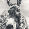 Donkey Pasture BW Mural Wallpaper - pure wallpaper artwork