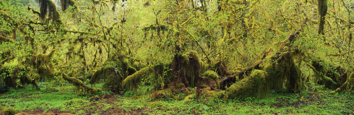 Old Maple Trees Mural Wallpaper - pure wallpaper artwork