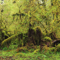 Old Maple Trees Mural Wallpaper - pure wallpaper artwork