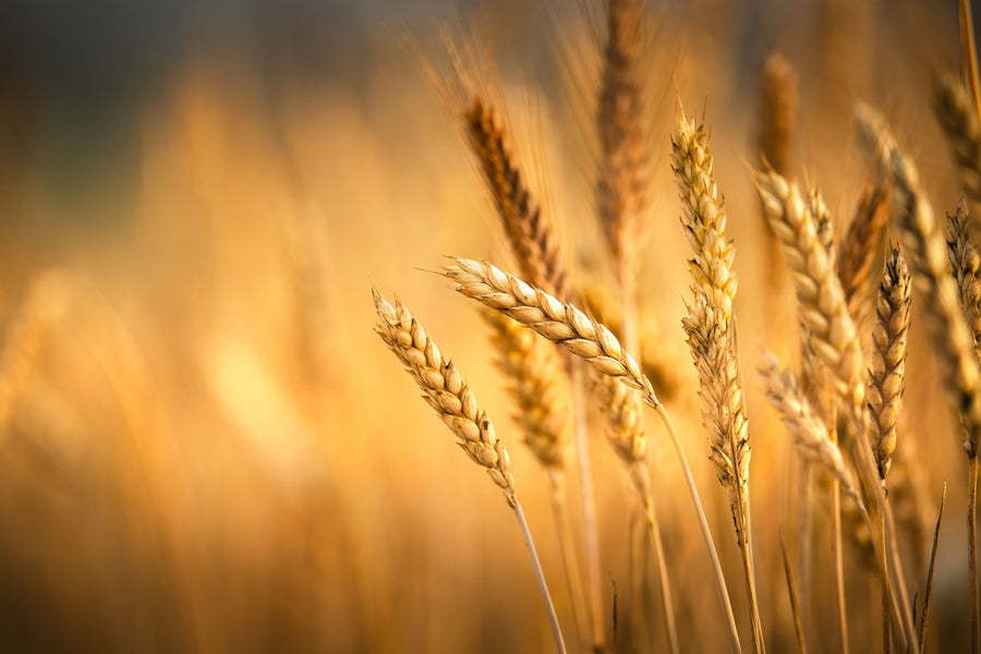 Crop Season Mural Wallpaper