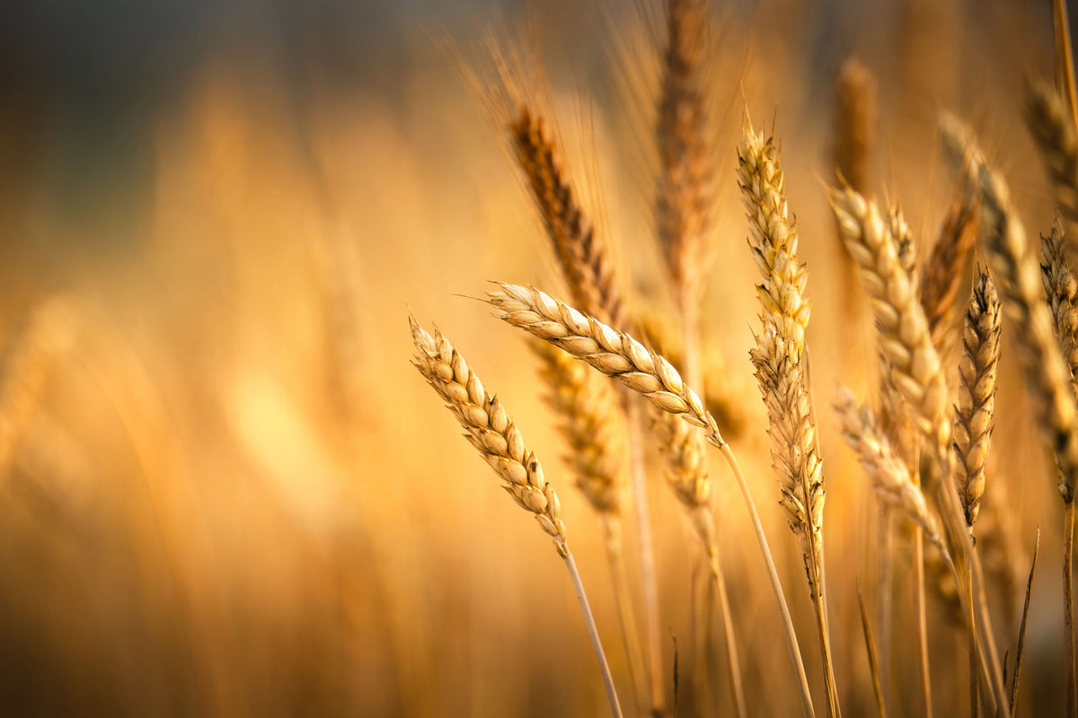 Crop Season Mural Wallpaper - pure wallpaper artwork