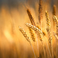 Crop Season Mural Wallpaper - pure wallpaper artwork