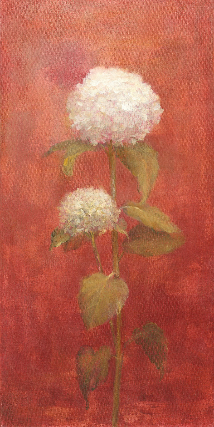 White Hydrangea on Red Mural Wallpaper