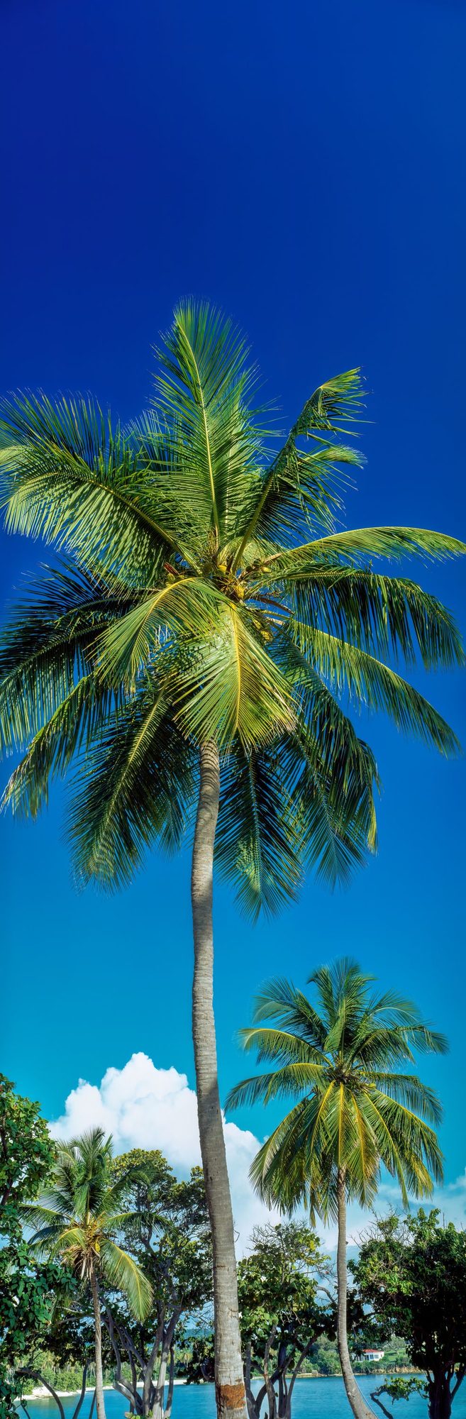 Azure Palms Vertical Mural Wallpaper - pure wallpaper artwork