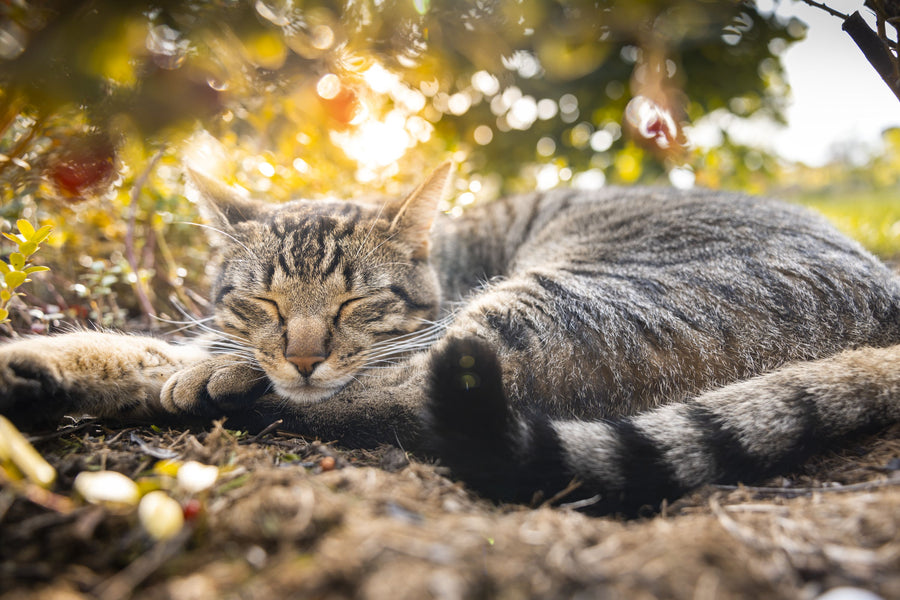 Cat Chill Mural Wallpaper