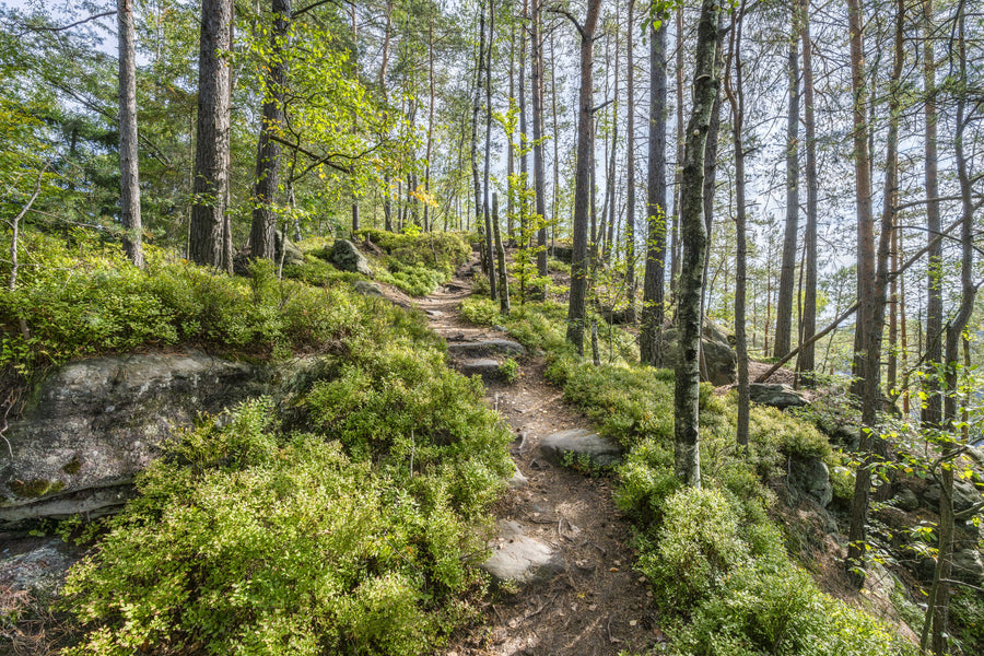 Saxon Trails Mural Wallpaper