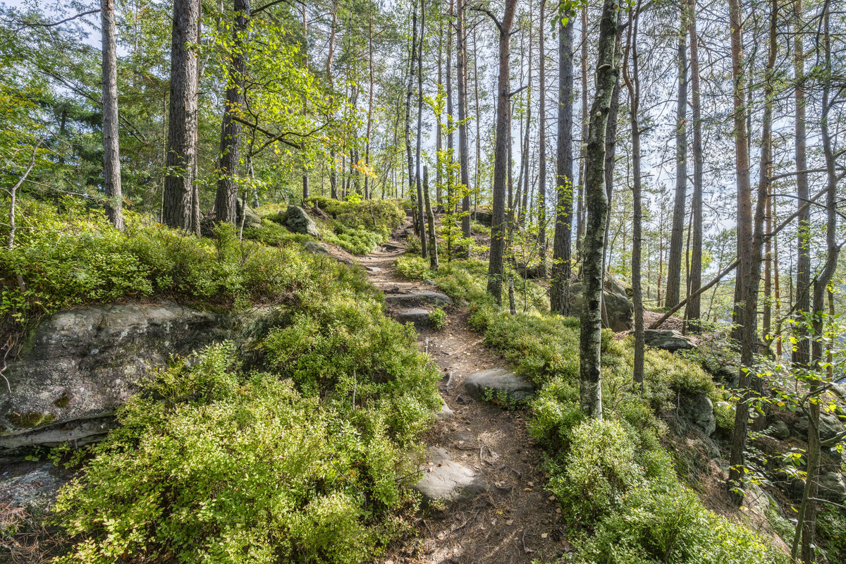 Saxon Trails Mural Wallpaper - pure wallpaper artwork