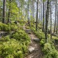 Saxon Trails Mural Wallpaper - pure wallpaper artwork