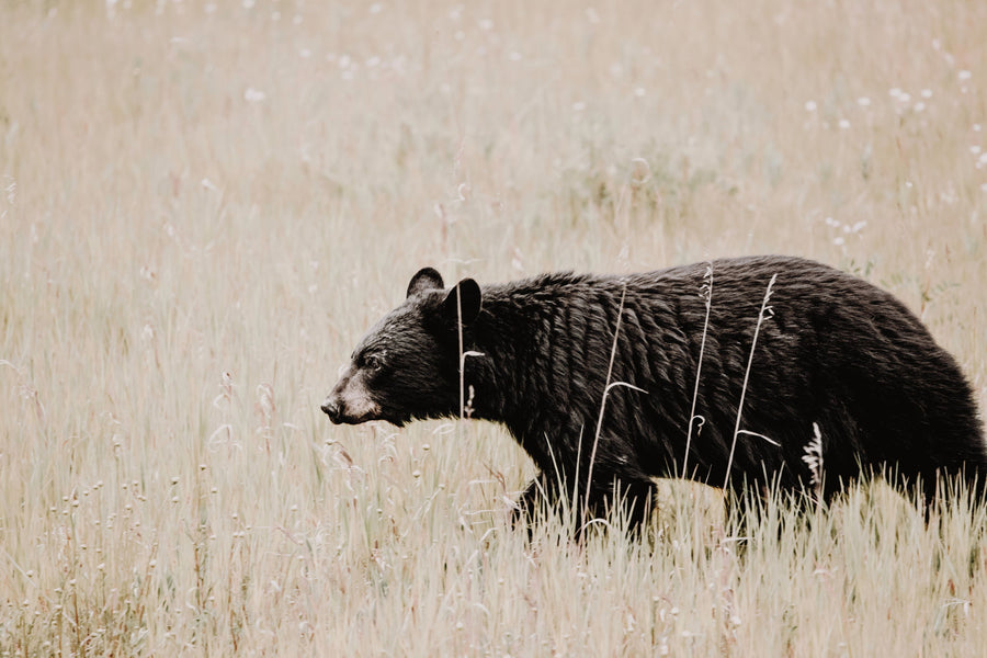 Black Bear in British Columbia Mural Wallpaper