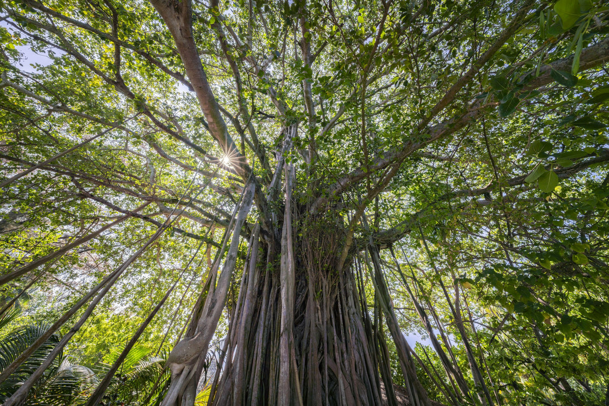 Banyan Tree Mural Wallpaper - pure wallpaper artwork