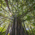 Banyan Tree Mural Wallpaper - pure wallpaper artwork