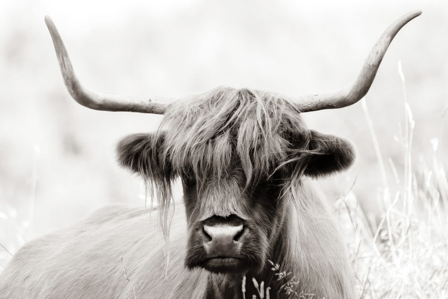 Highland Meadow Portrait BW Mural Wallpaper