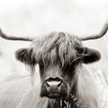 Highland Meadow Portrait BW Mural Wallpaper - pure wallpaper artwork