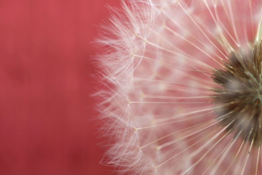 Dandelion on Red III Mural Wallpaper
