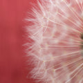 Dandelion on Red III Mural Wallpaper - pure wallpaper artwork