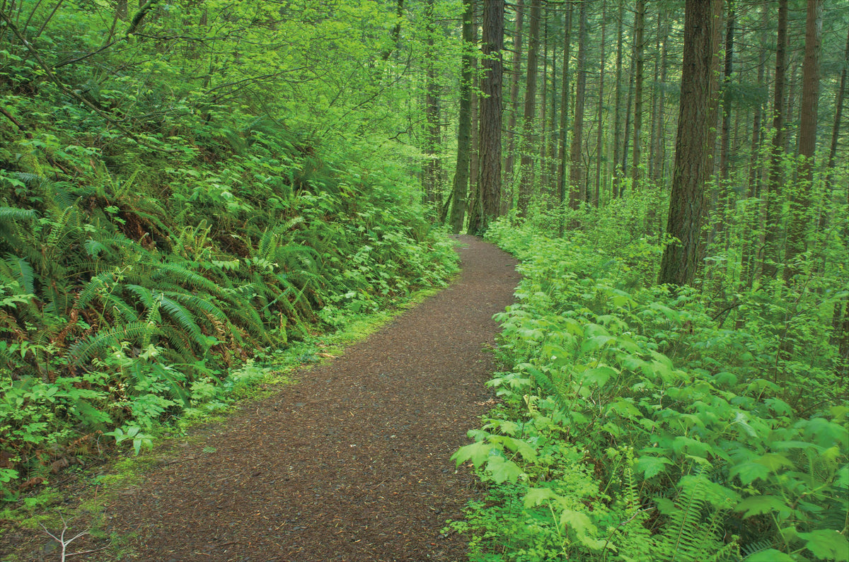 Let's Go Hiking Mural Wallpaper - pure wallpaper artwork
