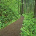 Let's Go Hiking Mural Wallpaper - pure wallpaper artwork