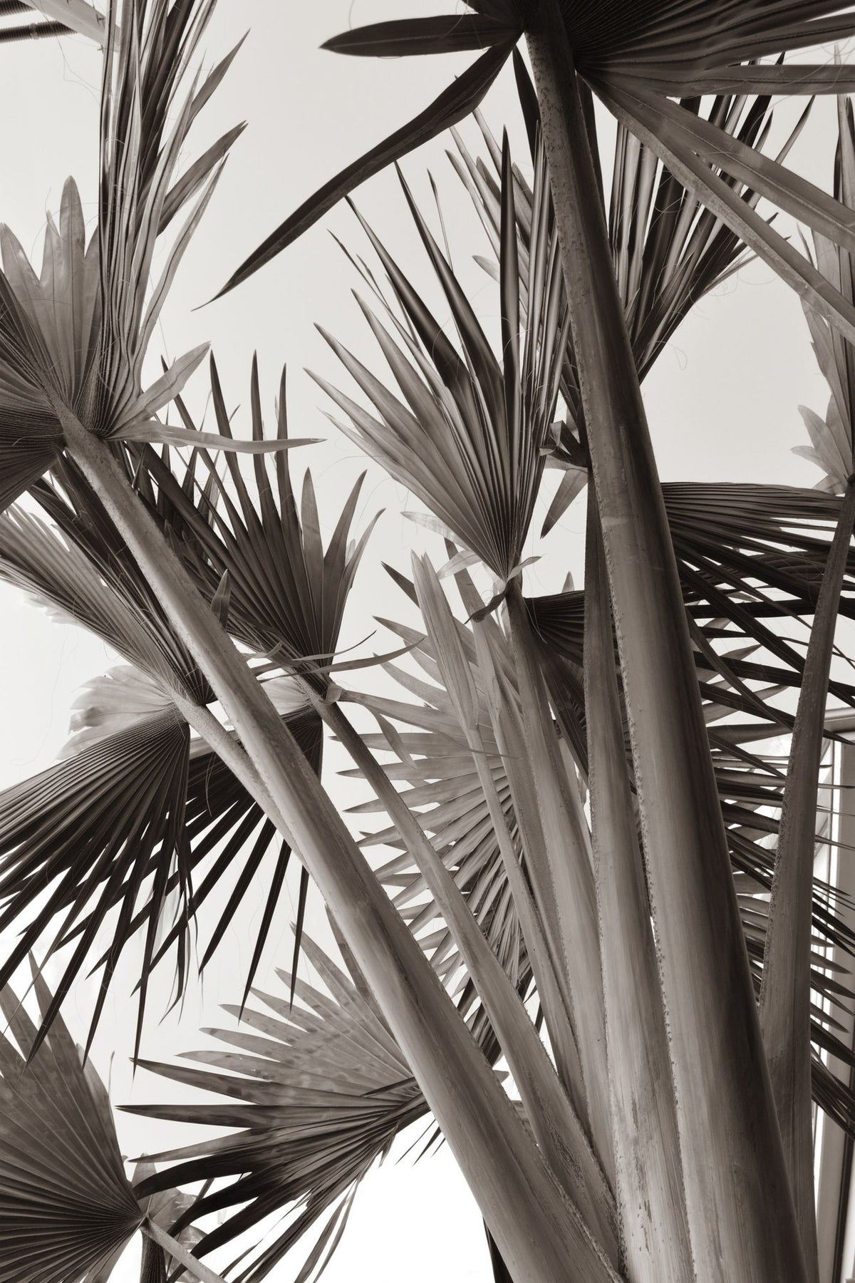 Sepia Palms Mural Wallpaper - pure wallpaper artwork