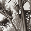 Sepia Palms Mural Wallpaper - pure wallpaper artwork