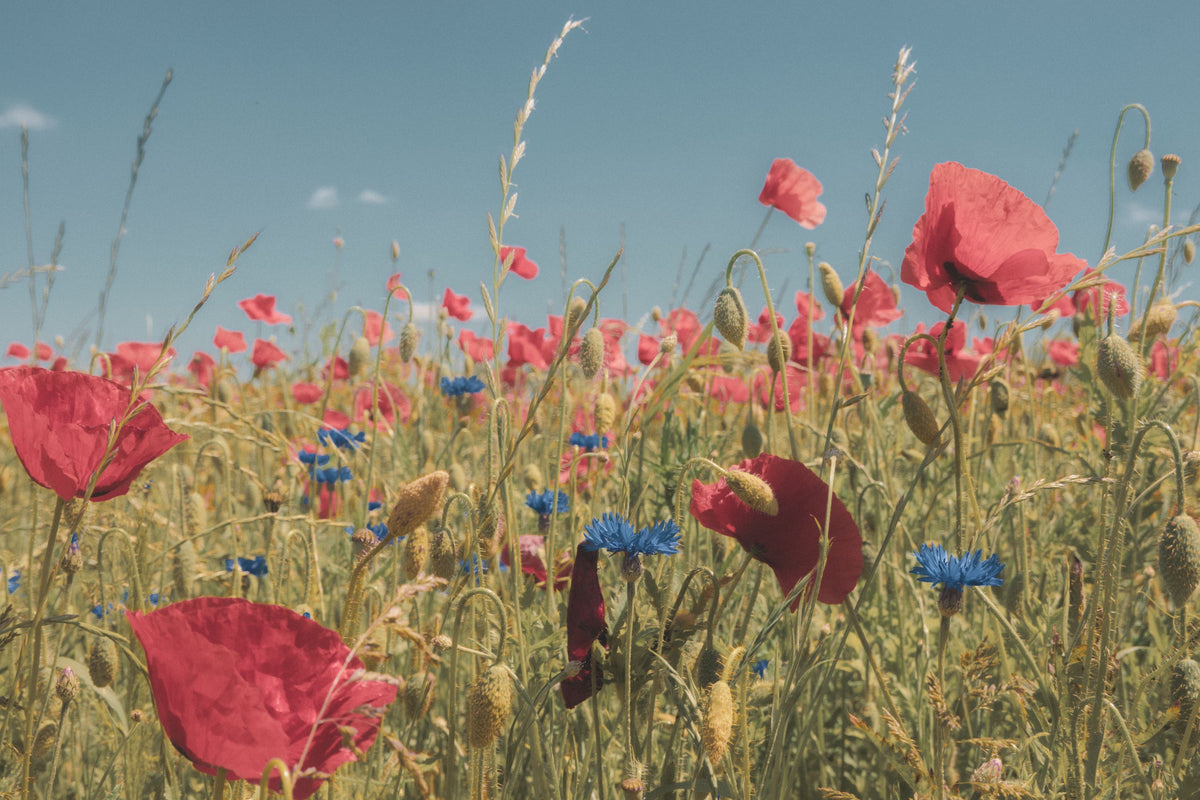 Wild Meadow Mural Wallpaper - Edition 3 - pure wallpaper artwork