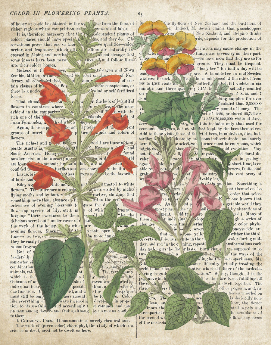 Salvia Florals on Newsprint I Mural Wallpaper