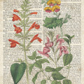 Salvia Florals on Newsprint I Mural Wallpaper - pure wallpaper artwork