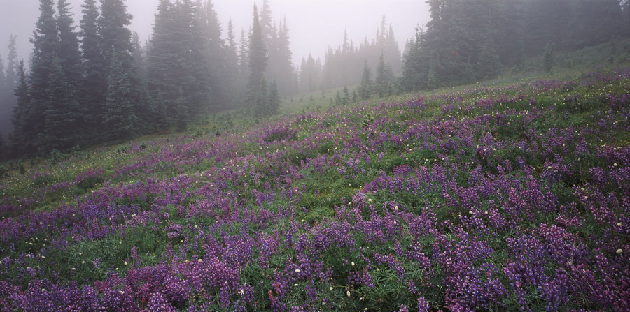 Heather Fields Mural Wallpaper