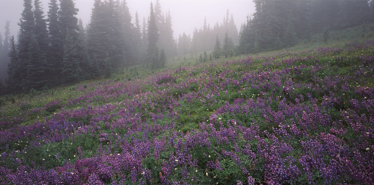 Heather Fields Mural Wallpaper - pure wallpaper artwork