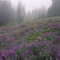 Heather Fields Mural Wallpaper - pure wallpaper artwork