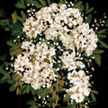 Moody Florals Mural Wallpaper - pure wallpaper artwork