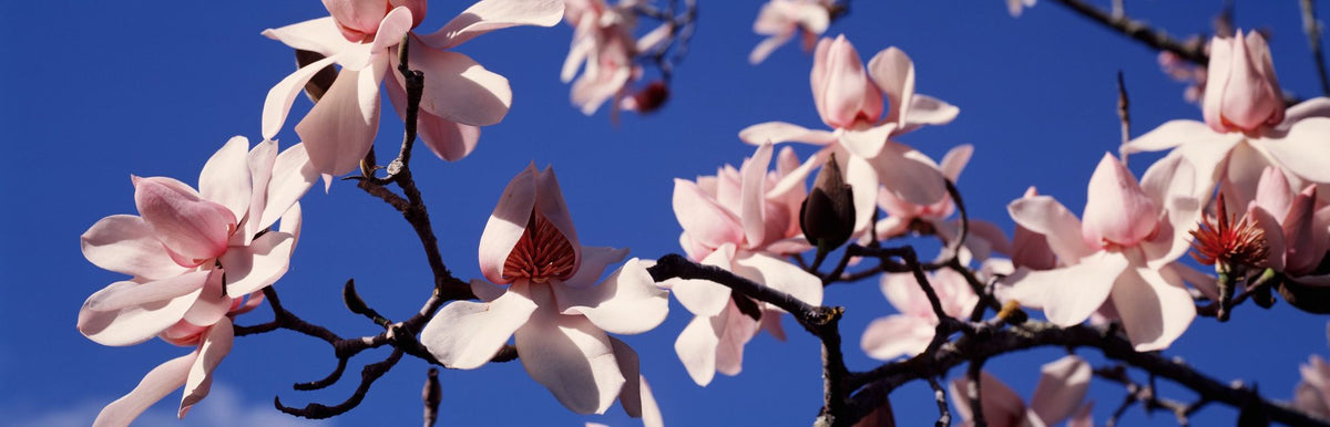 Blush Magnolia Sky Close Up Mural Wallpaper - pure wallpaper artwork