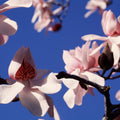Blush Magnolia Sky Close Up Mural Wallpaper - pure wallpaper artwork