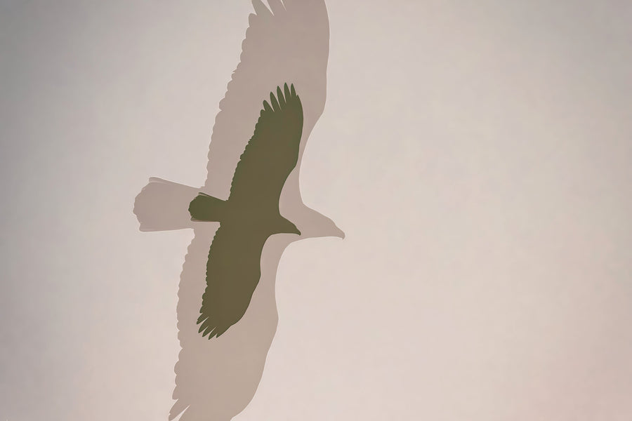 Double Eagle Mural Wallpaper