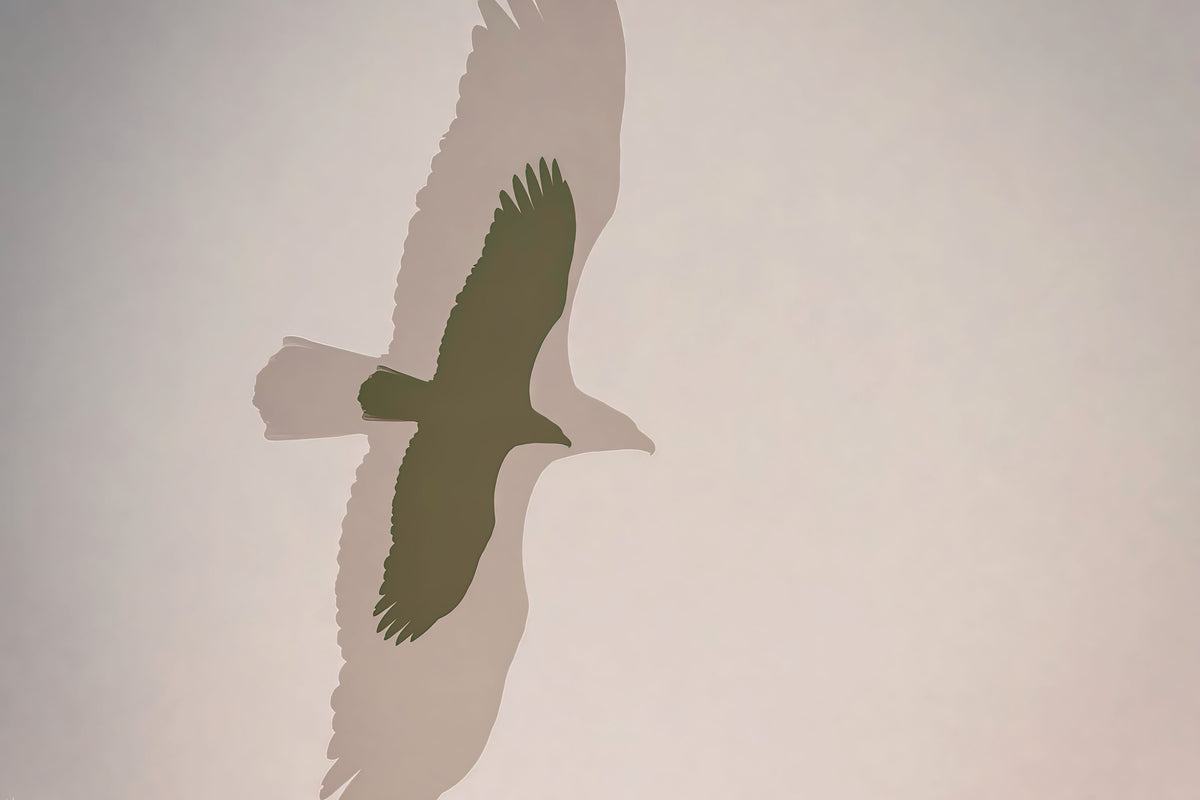 Double Eagle Mural Wallpaper - pure wallpaper artwork